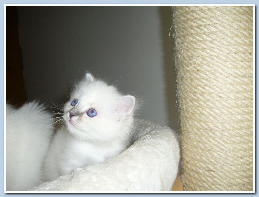 Portia Mare Blu (3)